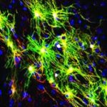 1351449770_Hanfigure1.12-7 web_4592_389x500