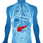 diagram-of-torso-highlighting-pancreas