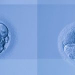 embryo_main