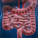 intestino