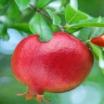 pomegranate-diabetes