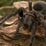 tarantula