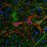 Screen-Shot-2016-07-15-at-9.47.36-AM