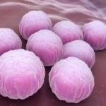chlamydia-bacteria