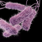 p0326-salmonella-data