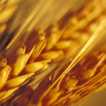 Close-up of wheat grain