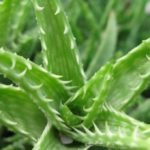 uid_riza_483.650.340