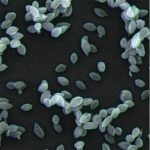 WI_B0009955_leishmaniasis_600x600