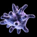 macrophage