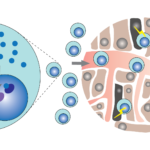 geiger_cell_paper_fig2