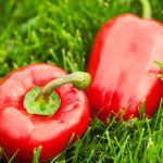 red-bell-pepper-opt