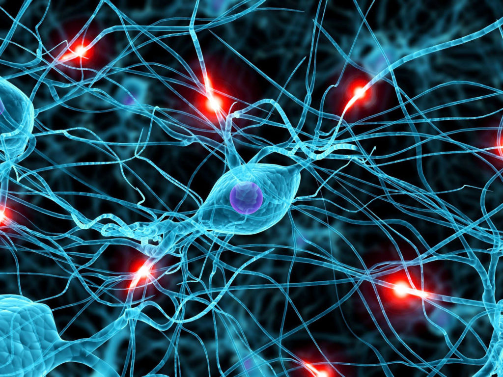 Le cellule nervose embrionali possono riparare i danni al cervello