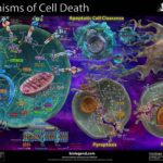 mechcelldeath