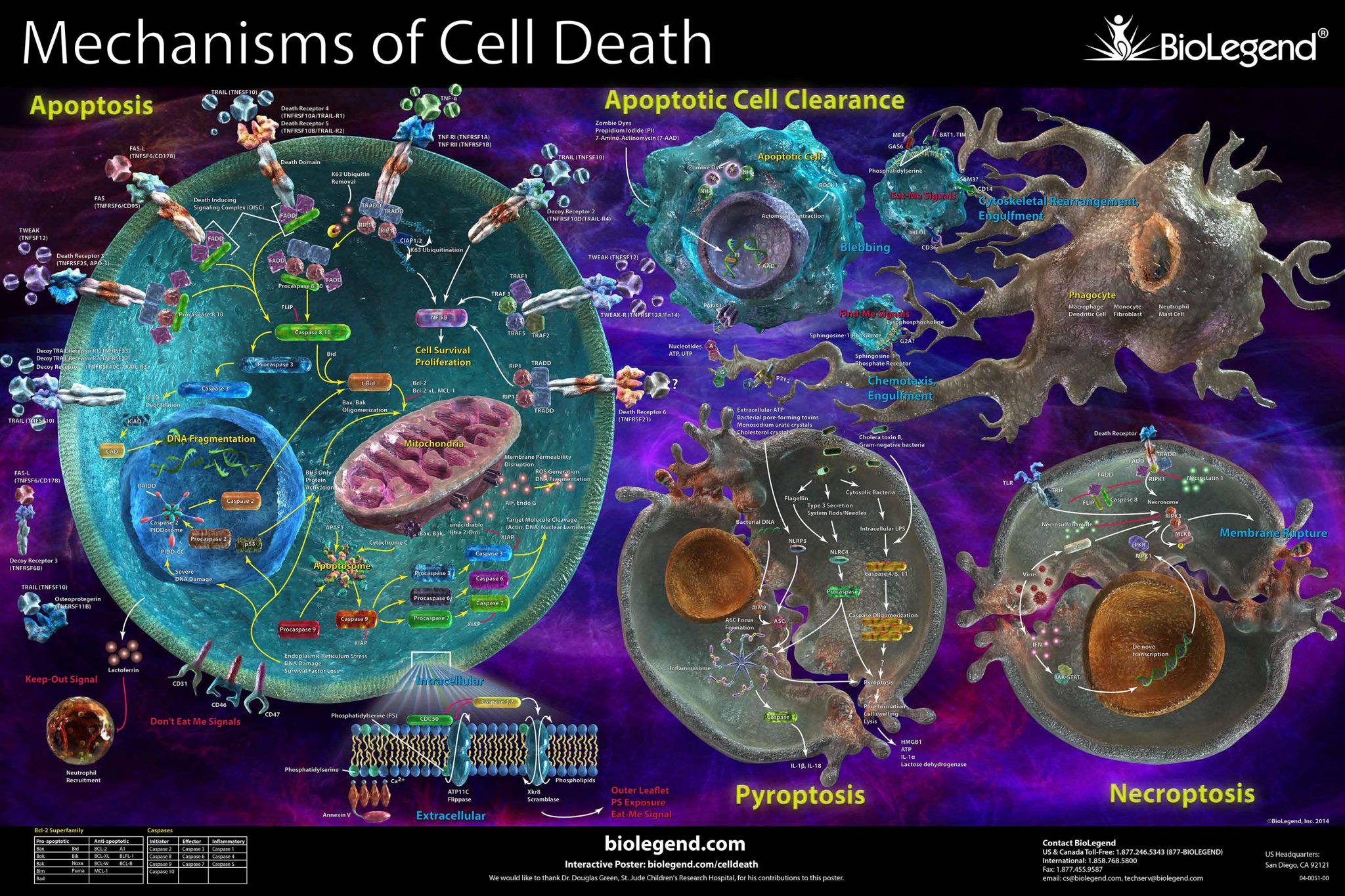 Risultati immagini per immagine necroptosi