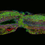 mokalled_sc-regeneration