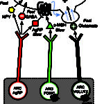 New Extended Data Fig. 10
