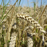new-wheat-crops-as-an-alternative-to-a-gluten-free-diet_image_380
