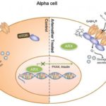 alpha-cell