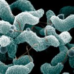 campylobacter-e1367919882392