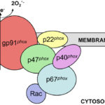 13-07-03;oxidase.ppt