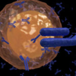 11-01-Alamarre-Lymphocyte