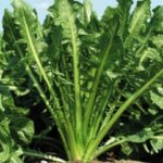 12-cicoria-gigante-chioggia-ascoli