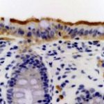 web_serotonin_in_colon_main