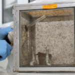 Insectary2