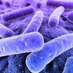 microbiota