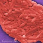 salmonella