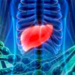 Human Body Organs Anatomy (Liver with Nervous system)