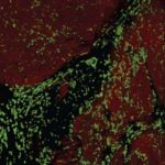 macrophagesc