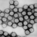 rotavirus