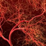 illustration-of-blood-vessels