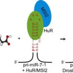 1-s2.0-S0022283617301997-fx1