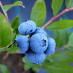 image_4733-Blueberry