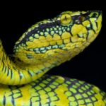 tropidolaemus-wagleri-snake