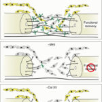 41467_2017_143_Fig8_HTML