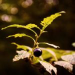 belladonna-plant