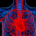 illustration-of-the-heart-and-arteries