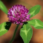redclover