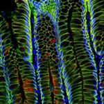 arestemcells