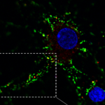 novelprotein