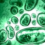 bacteria-micrbiome-350x242
