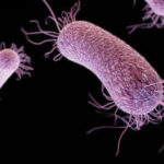 012816_cs_microbe-evol_free