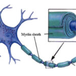 015042-mielina_sclerosi_san_raffaele