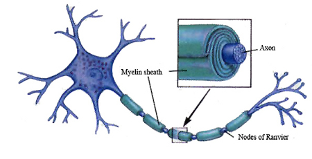 Nuova frontiera nel trattamento delle malattie neurodegenerative Malattie neurodegenerative