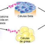 huesos_endocrinos