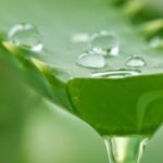 landscape-1504601449-aloe-vera-succo