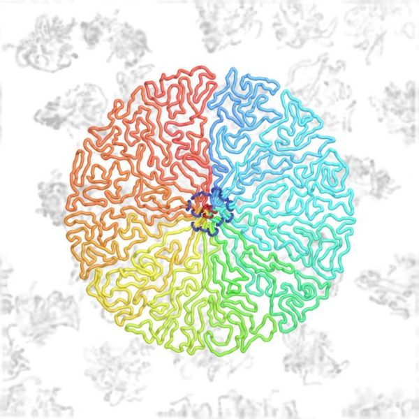 Lo studio del DNA mette in luce il mistero secolare di come le cellule si dividono divisione cellulare,DNA